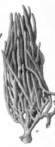 Dactylochalina cylindrica Lendenfeld, 1886
