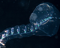 Lilyopsis problematica - Holotype 