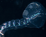 Lilyopsis problematica - Holotype 