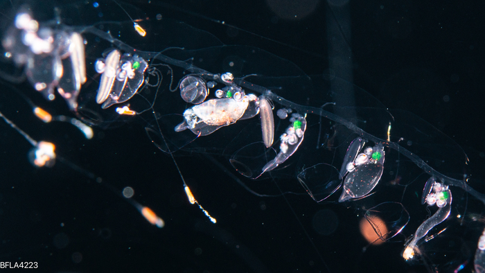 Lilyopsis problematica