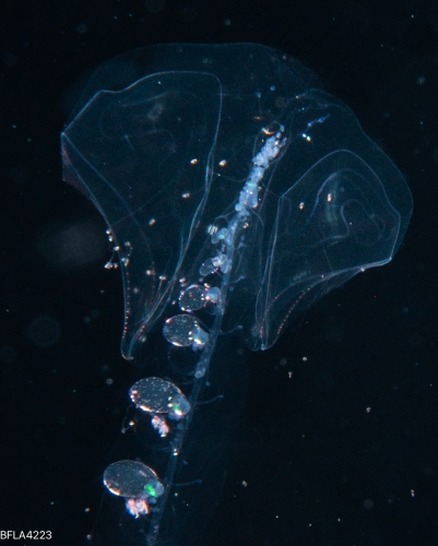 Lilyopsis problematica