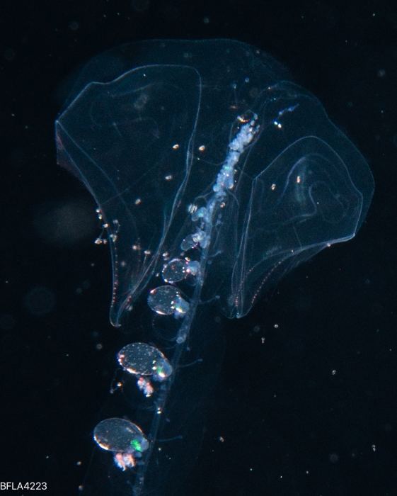 Lilyopsis problematica