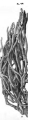 Dactylochalina reticulata Lendenfeld, 1886