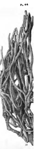 Dactylochalina reticulata Lendenfeld, 1886
