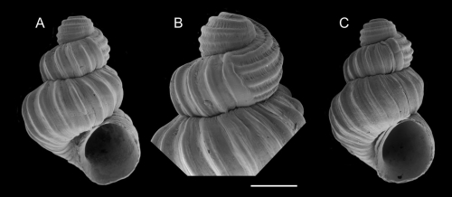 Scalaronoba madeirensis Gofas, 2025. A: holotype, from off Desertas, R/V Jean Charcot “Zarco” sta. 46, 100-130 m (height 0. 61 mm); B: protoconch of the holotype; C: Paratype, same locality (height 0. 60 mm