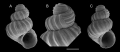 Scalaronoba madeirensis Gofas, 2025. A: holotype, from off Desertas, R/V Jean Charcot “Zarco” sta. 46, 100-130 m (height 0. 61 mm); B: protoconch of the holotype; C: Paratype, same locality (height 0. 60 mm
