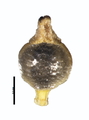 Achene of Rhynchospora nucistipitata
