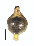 Achene of Rhynchospora nucistipitata