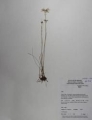 Holotype of Rhynchospora nucistipitata