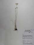 Holotype of Rhynchospora nucistipitata