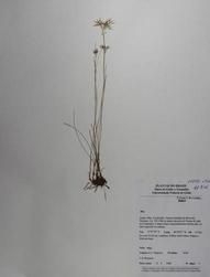 Holotype of Rhynchospora nucistipitata
