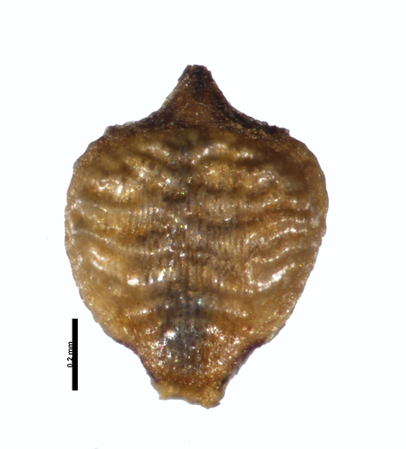 Achene of Rhynchospora chiquicerradensis
