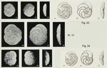 Discorbitura cushmani Margerel, 1968