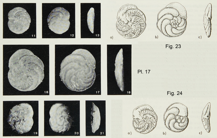 Discorbitura cushmani Margerel, 1968