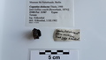 Coppatias distinctus Holotype