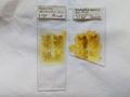 Slides with sections of holotype