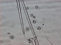 Aurora actinosa Triaene of holotype
