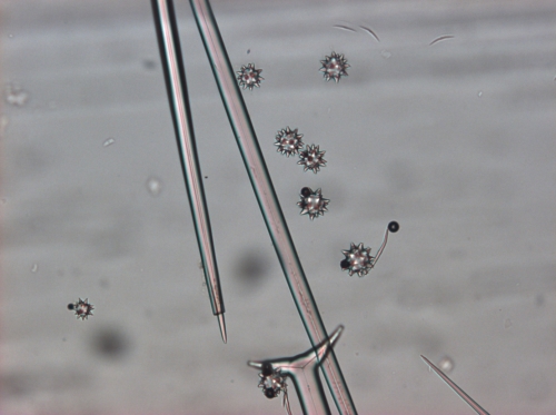 Aurora actinosa Triaene of holotype