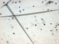 Aurora actinosa Triaene of holotype