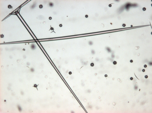 Aurora actinosa Triaene of holotype