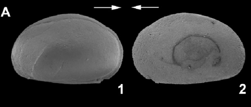 External view of Asciocythere uralte Somolinos, Sames, Casero &amp; Barcenilla, 2026 from the original description