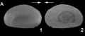External view of Asciocythere uralte Somolinos, Sames, Casero & Barcenilla, 2026 from the original description