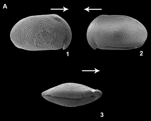 External view of Cypridea vatra Díez-Somolinos, Barroso-Barcenilla, Berrocal-Casero, Rodríguez-Lazaro, García &amp; Sames, 2025 from the original description