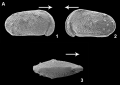 External view of Cypridea marihoni Díez-Somolinos, Barroso-Barcenilla, Berrocal-Casero, Rodríguez-Lazaro, García & Sames, 2025 from the original description