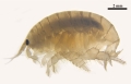 Grandifoxus donghaensis female, holotype