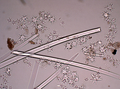 Spicules of lectotype