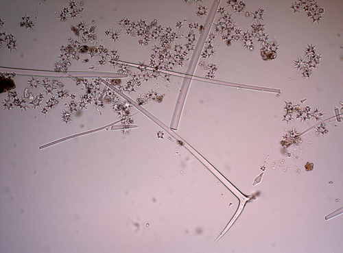 Spicules of lectotype