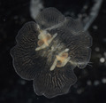 Vallicula multiformis, oral view
