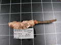 Paratype of Aurora trichophora Lévi & Lévi, 1989