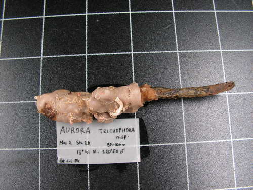 Paratype of Aurora trichophora Lévi &amp; Lévi, 1989