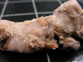 Paratype of Aurora trichophora Lévi & Lévi, 1989