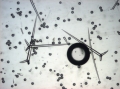 Spicules of holotype