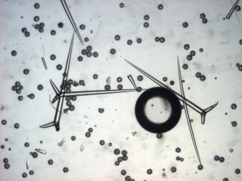 Spicules of holotype