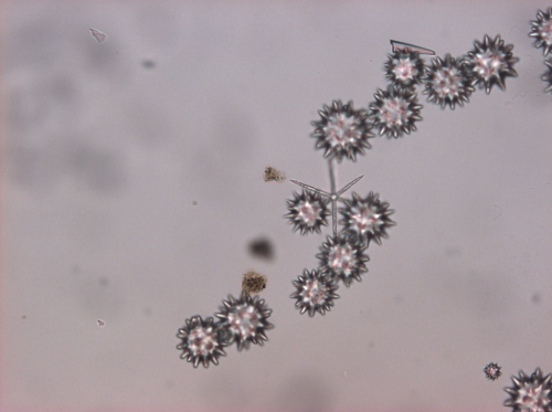 Spicules of holotype