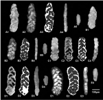 Plectoeratidus subarcticus Kaminski, Setoyama & Tyszka, 2009
