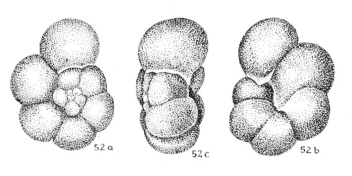 Hastigerina klampisensis Kadar, 1975