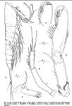 Macrosetella gracili
