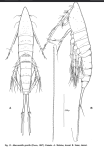 Macrosetella gracili