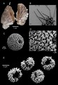 Holotype of Rhabdastrella virgula Boury-Esnault, 1973