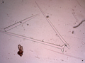 Holotype spicules