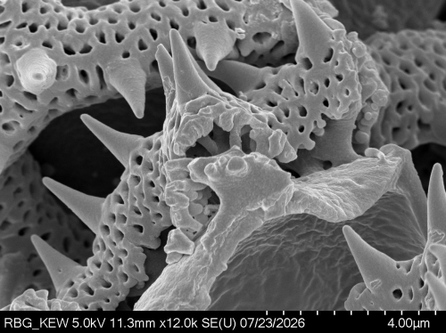 Pollen grain of Vernonia junghuhniana, Monod de Froideville, C, 1252, L.3660061