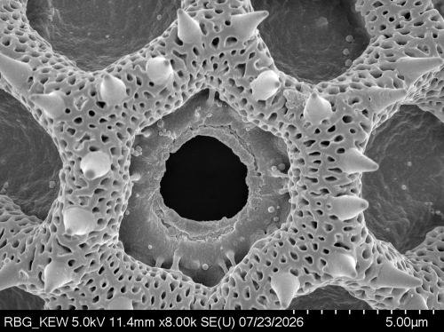 Pollen grain of Vernonia junghuhniana, Monod de Froideville, C, 1252, L.3660061
