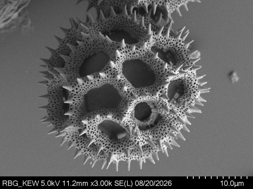 Pollen grain of Vernonia junghuhniana, Monod de Froideville, C, 1252, L.3660061