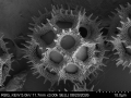 Pollen grain of Vernonia lamii, Jaag, O, 74, L.3705736