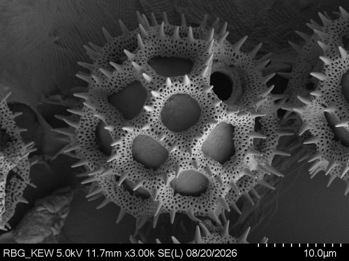 Pollen grain of Vernonia lamii, Jaag, O, 74, L.3705736