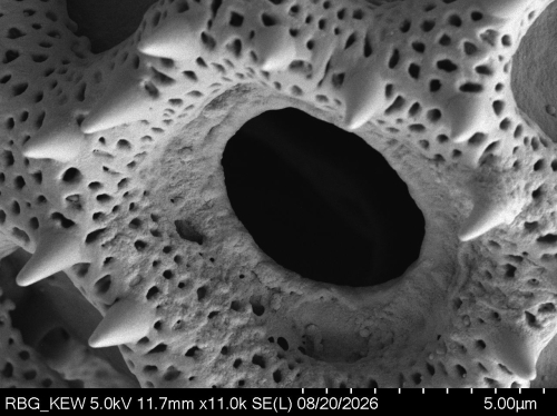 Pollen grain of Vernonia lamii, Jaag, O, 74, L.3705736
